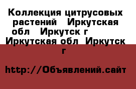 Коллекция цитрусовых растений - Иркутская обл., Иркутск г.  »    . Иркутская обл.,Иркутск г.